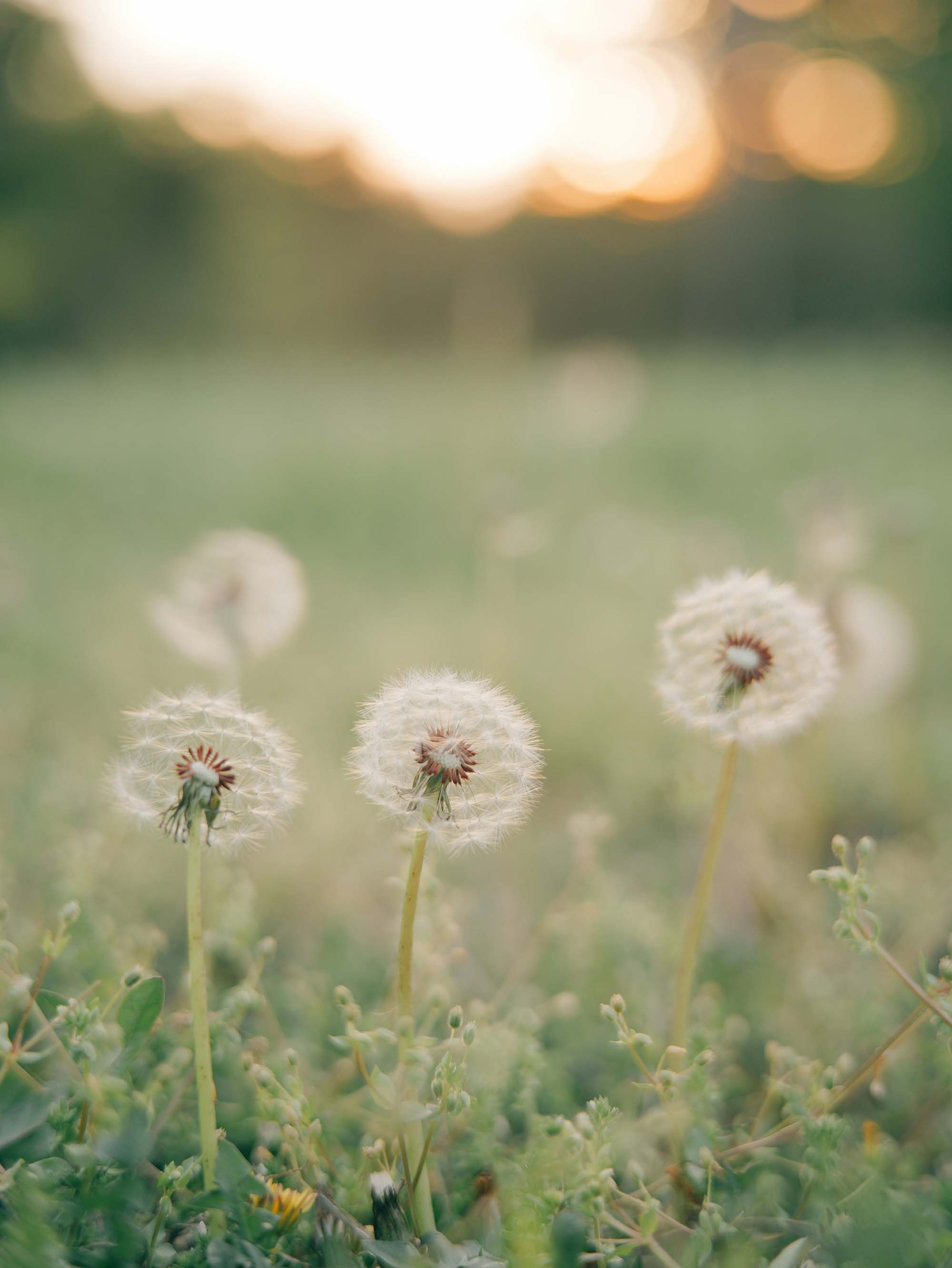 Inspired by Song of Solomon 2:1-7