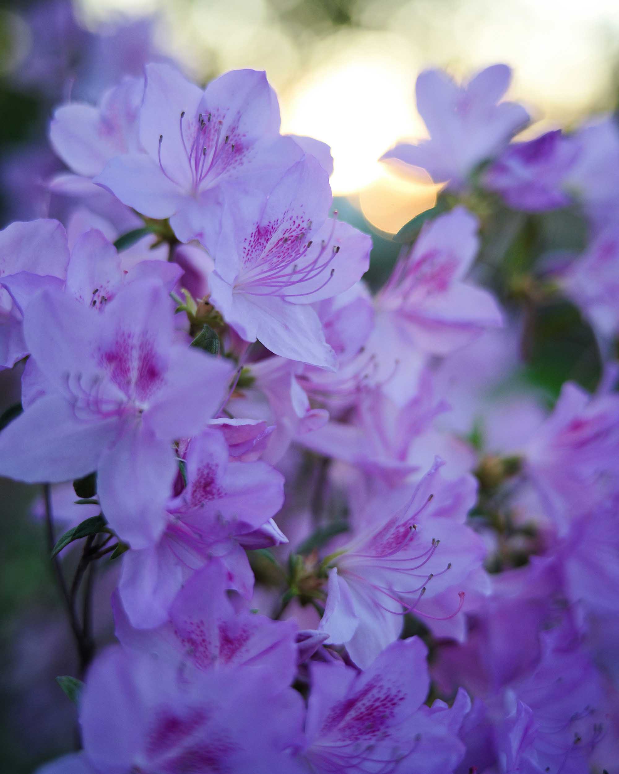 Inspired by Song of Solomon 4:1–5:5