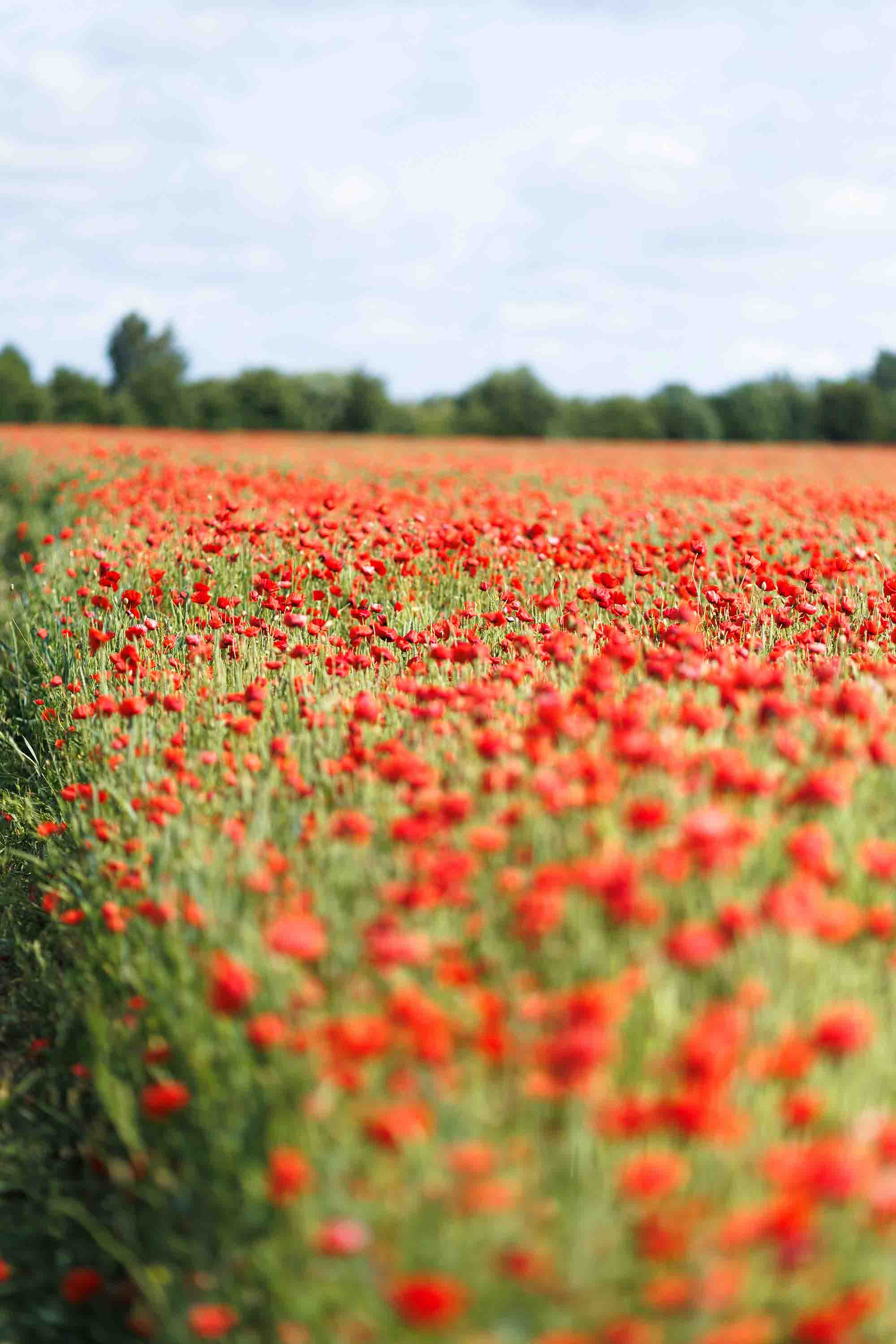 Joy, That Gentle Flame