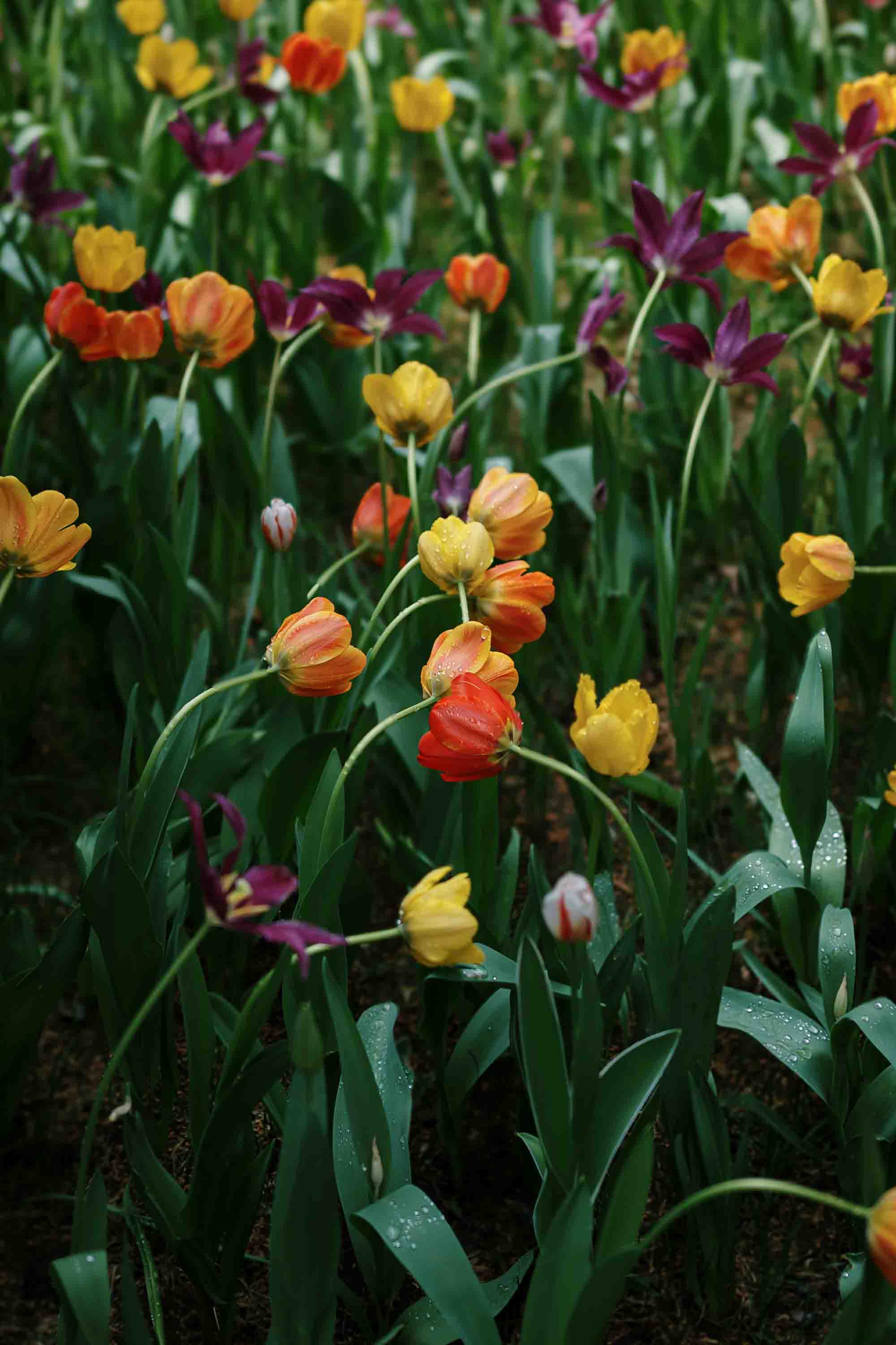 Inspired by Song of Solomon 1:1-4 – Human Romance vs. God’s Covenant Love