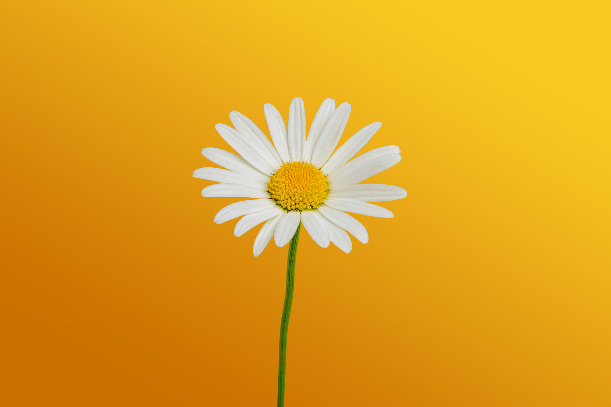 The Ones Who Stand Among the Small