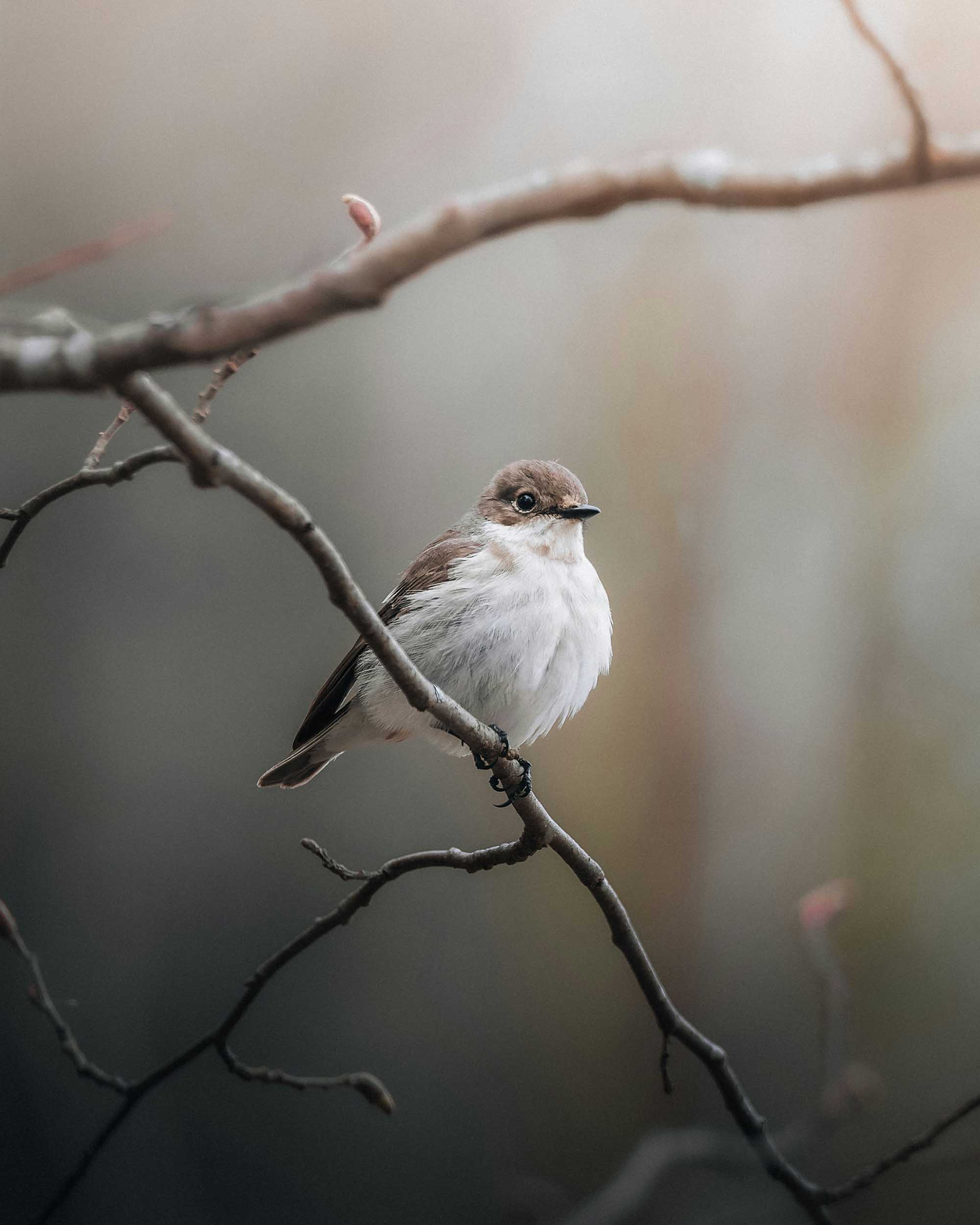 Inspired by Psalm 108 – A Conversation on Praise, Ownership, and Real Help