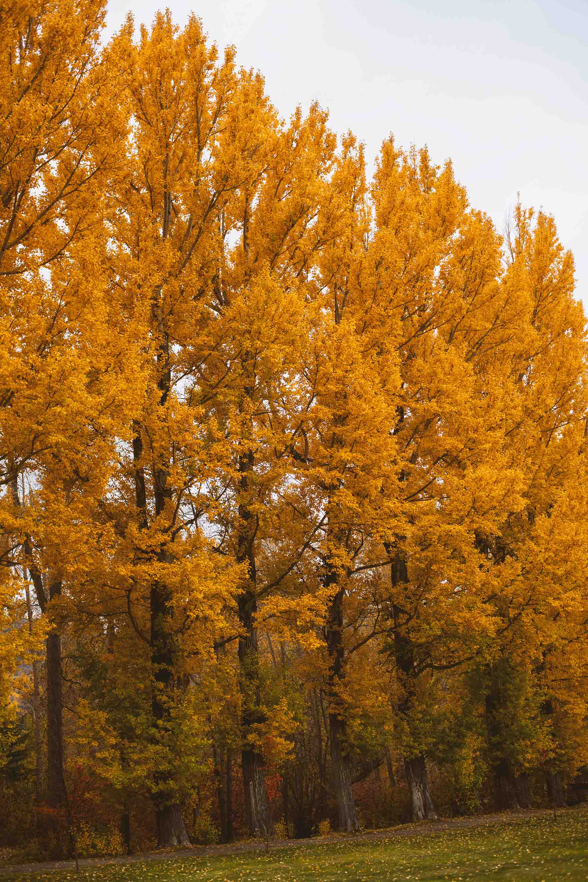 Absence of Longing or Presence of Belonging