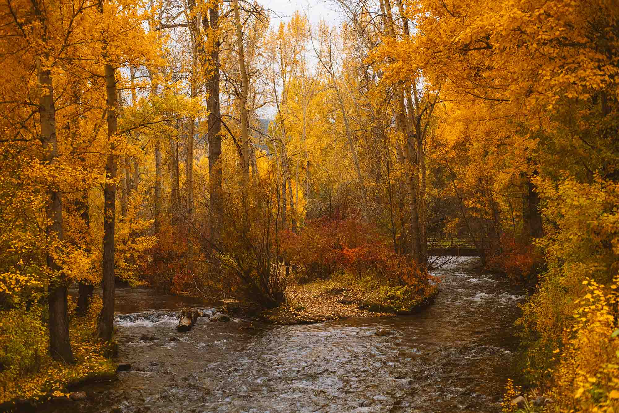 Inspired by Psalm 111 – God’s Works, Redemption, and the Beginning of Wisdom